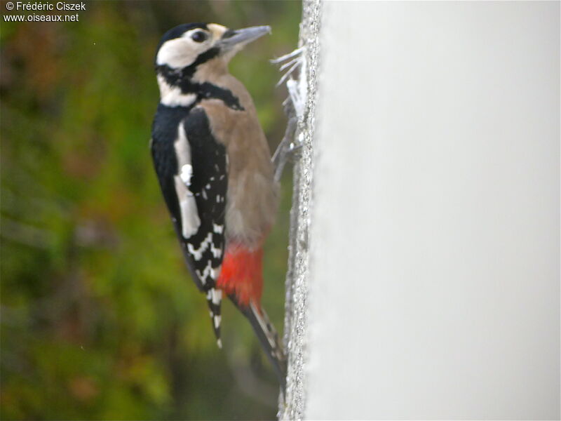 Great Spotted Woodpecker female, Behaviour