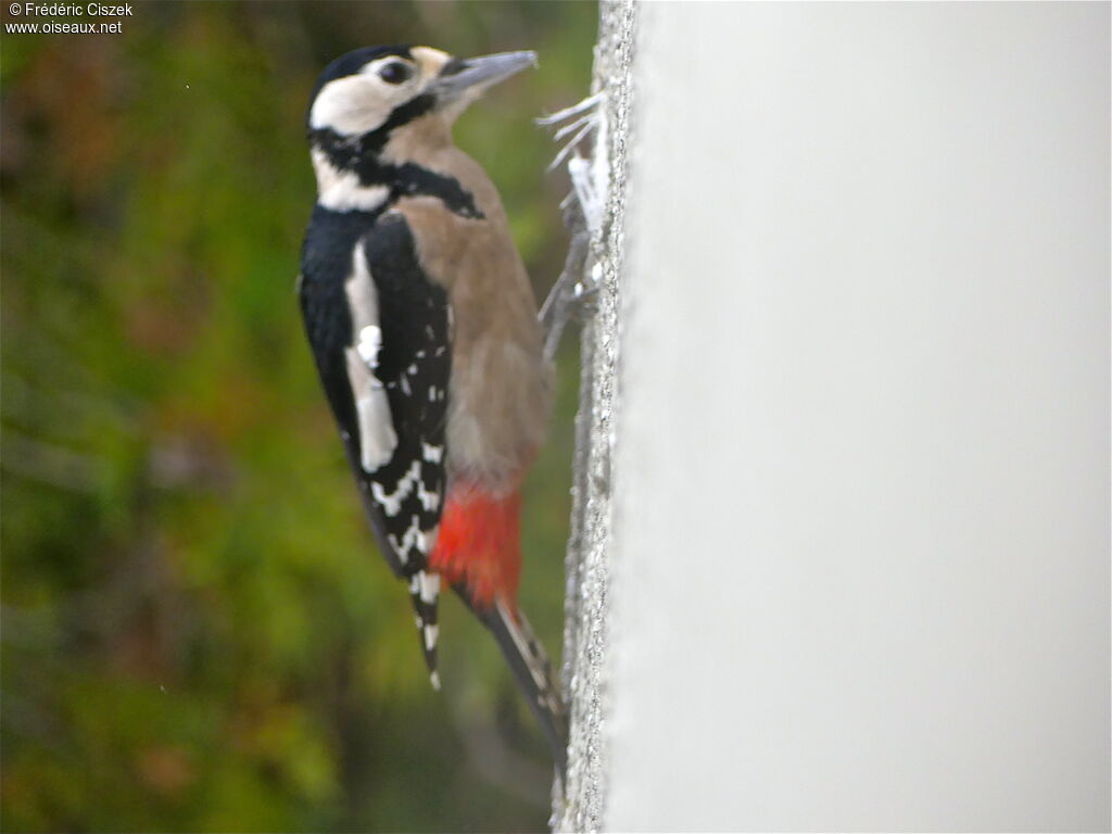 Great Spotted Woodpecker female, Behaviour