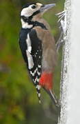 Great Spotted Woodpecker