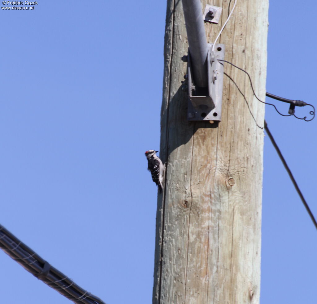 Downy Woodpecker male