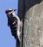 Downy Woodpecker