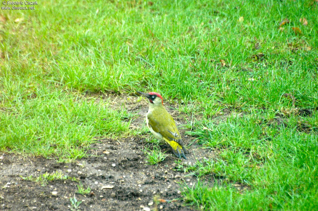 European Green Woodpeckeradult, identification