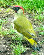 European Green Woodpecker