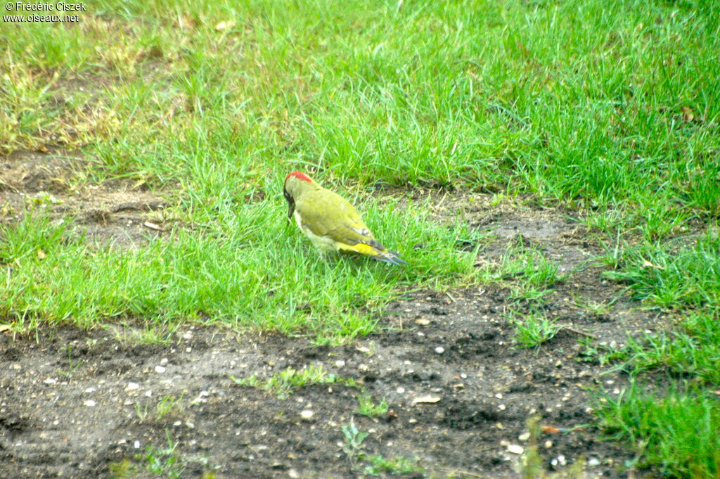 European Green Woodpeckeradult