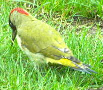 European Green Woodpecker