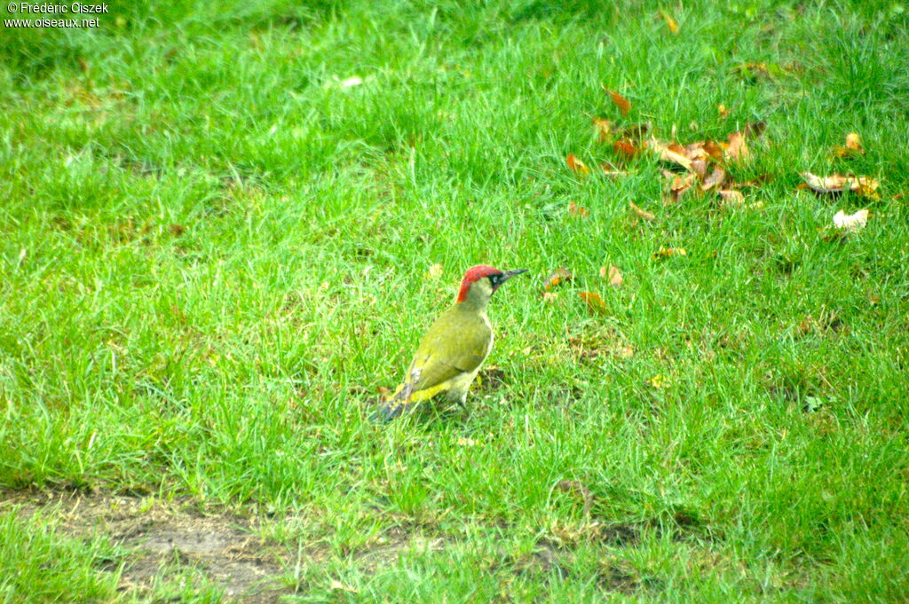 European Green Woodpeckeradult