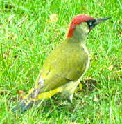 European Green Woodpecker