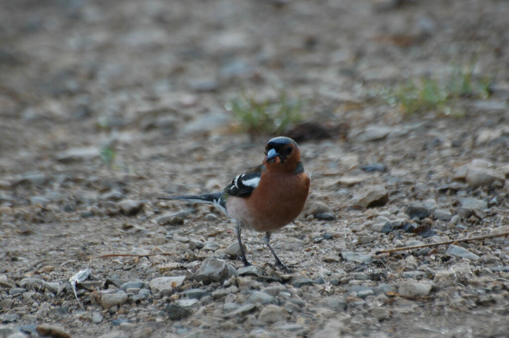 Eurasian Chaffinch