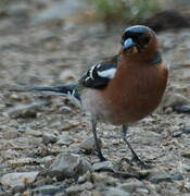 Eurasian Chaffinch