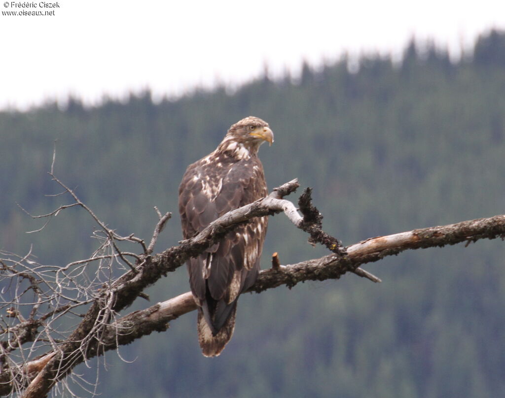 Bald Eagleimmature