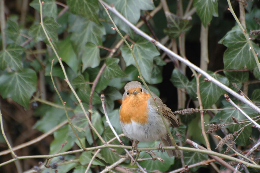 European Robin