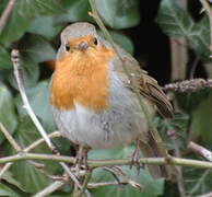 European Robin