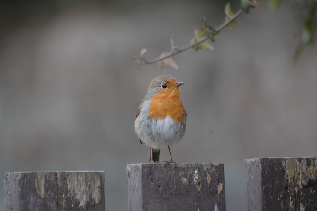 European Robin