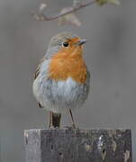 European Robin