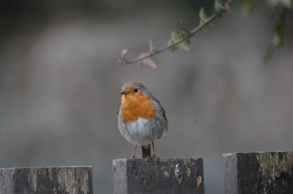 European Robin