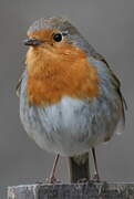 European Robin