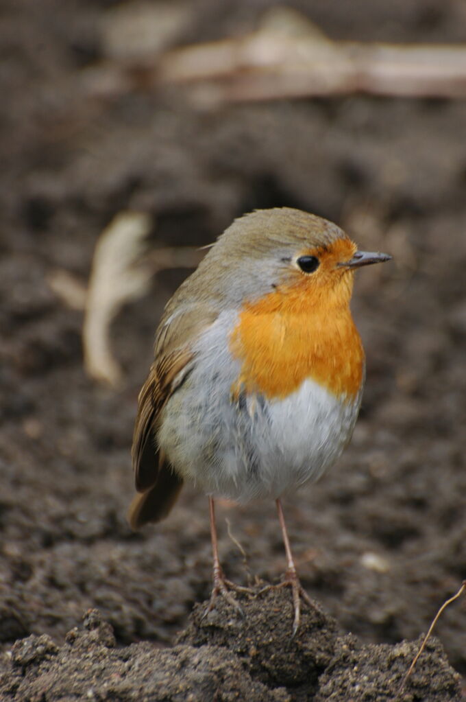 European Robin