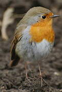 European Robin