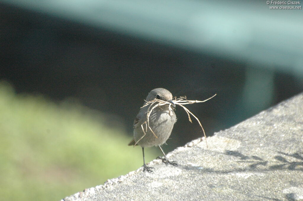 Black Redstart female adult