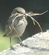 Black Redstart