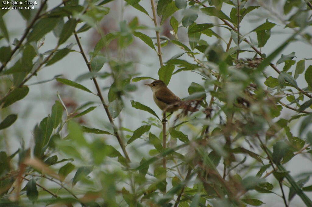 Rousserolle effarvatte, identification