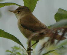 Common Reed Warbler