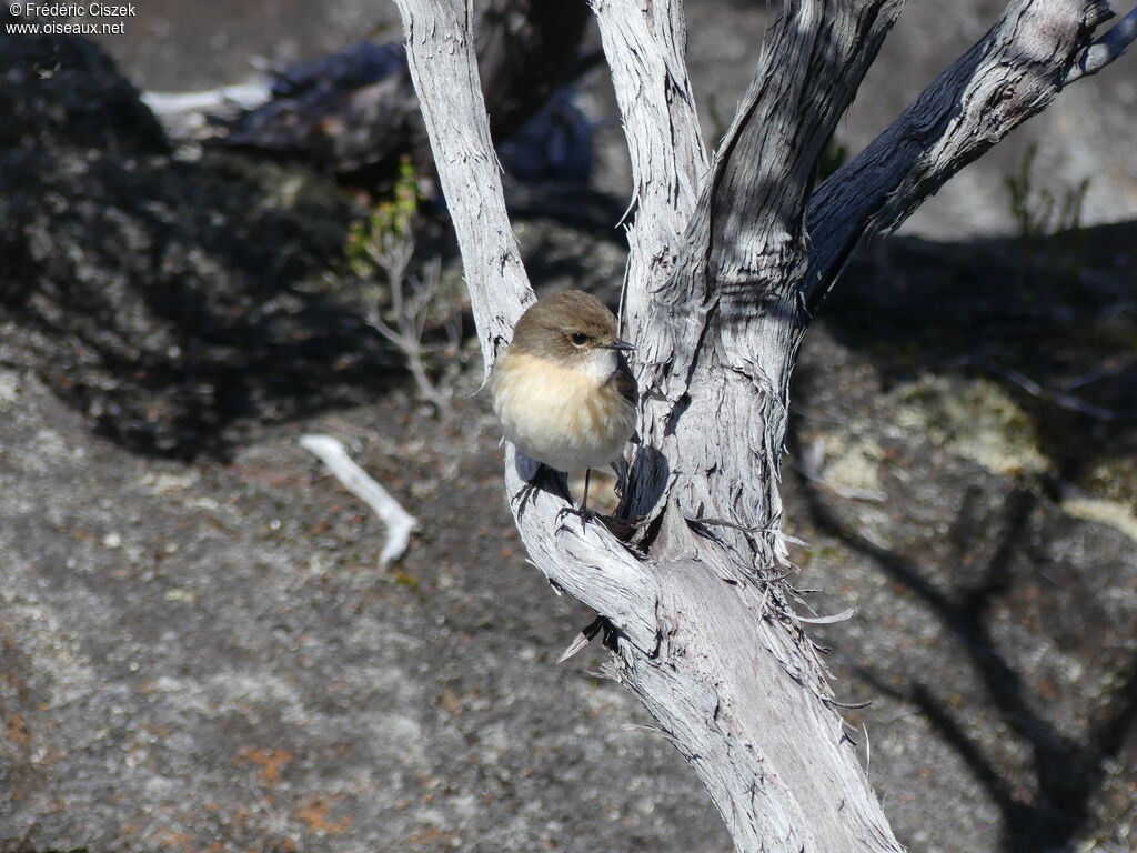 Reunion Stonechatjuvenile, identification