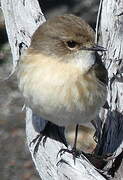 Reunion Stonechat