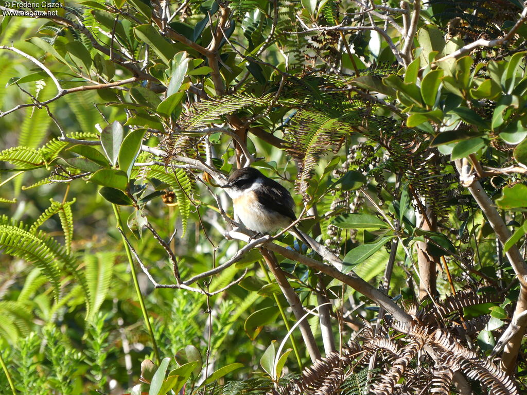 Tarier de la Réunion mâle adulte, identification