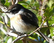 Reunion Stonechat