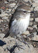 Reunion Stonechat