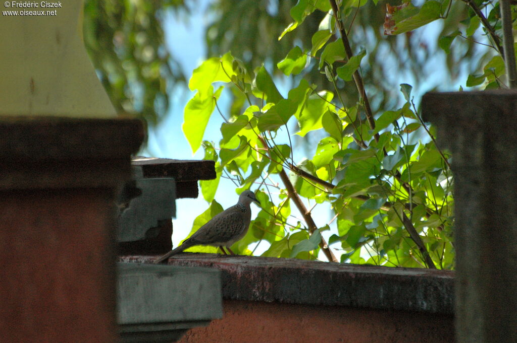 Spotted Dove