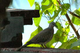 Spotted Dove