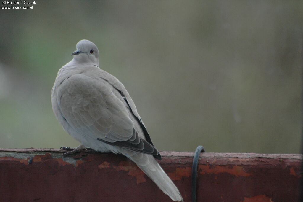 Eurasian Collared Dove