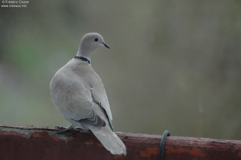 Eurasian Collared Dove