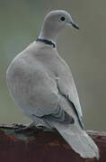 Eurasian Collared Dove