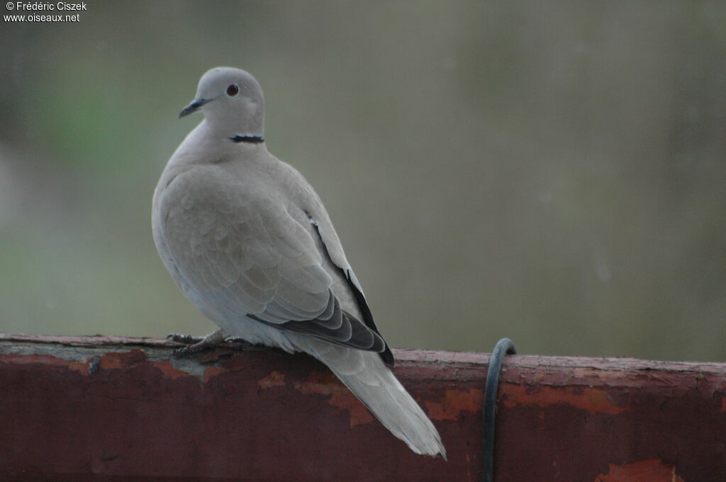 Eurasian Collared Dove