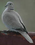 Eurasian Collared Dove