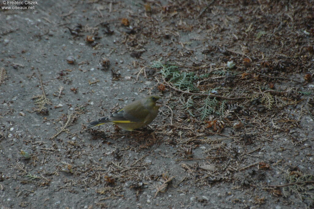 European Greenfinchadult