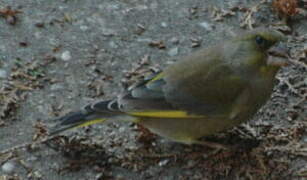 European Greenfinch