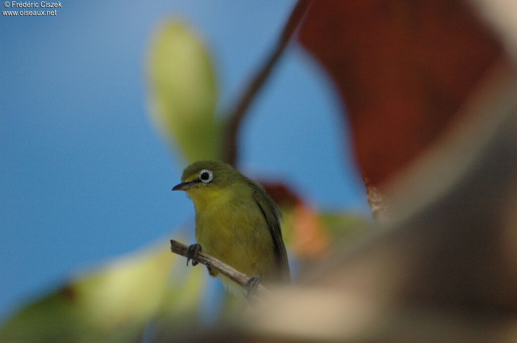 Warbling White-eye