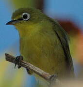 Warbling White-eye