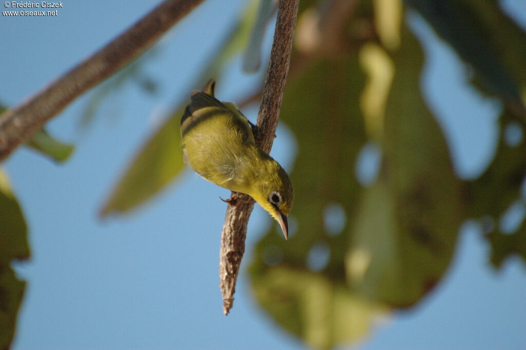 Warbling White-eye