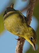 Warbling White-eye