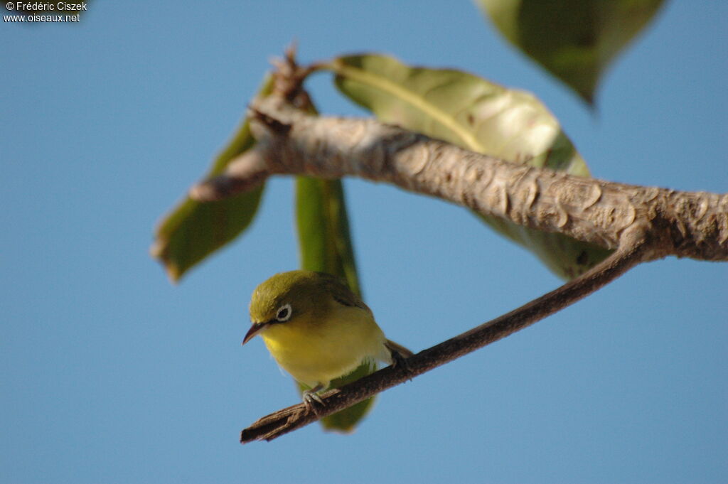 Warbling White-eye