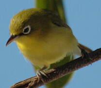 Warbling White-eye