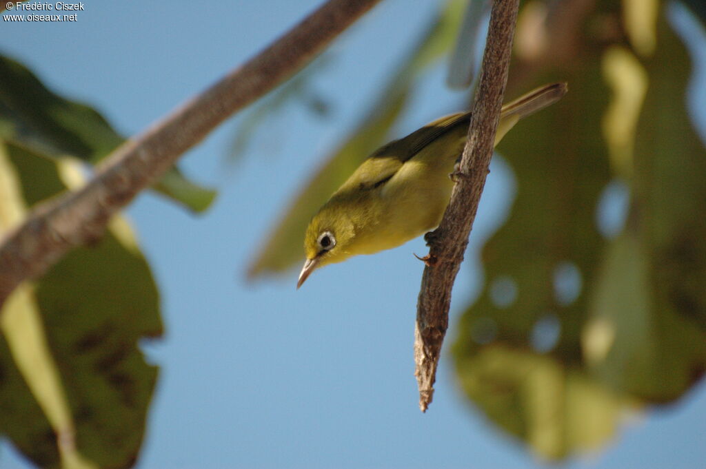 Warbling White-eye