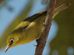 Warbling White-eye