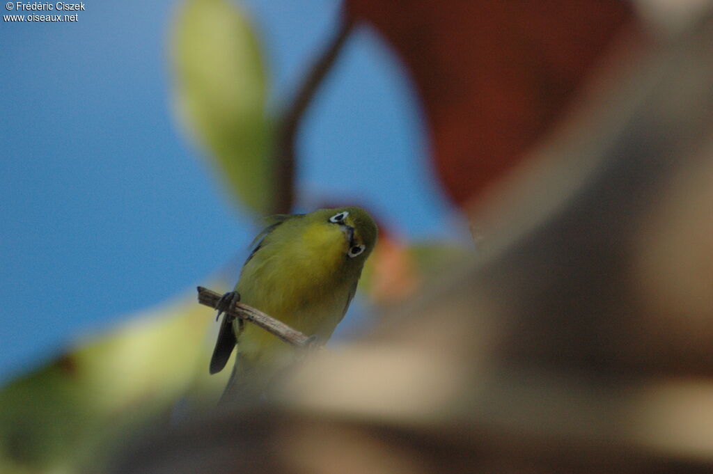 Warbling White-eye