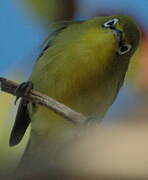 Warbling White-eye